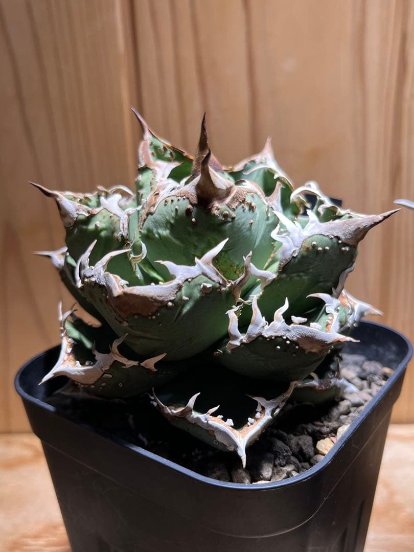 アガベ　チタノタ　金蟾　キンセン　OC ブツブツ