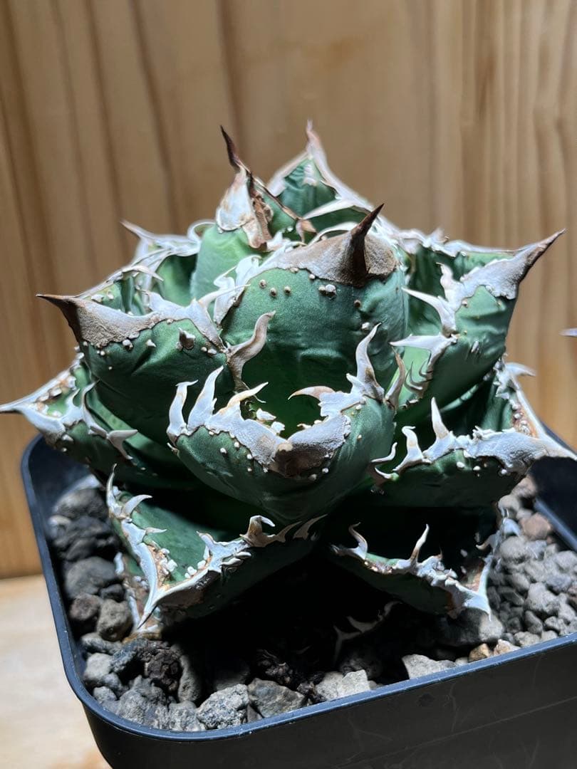 アガベ　チタノタ　金蟾　キンセン　OC ブツブツ