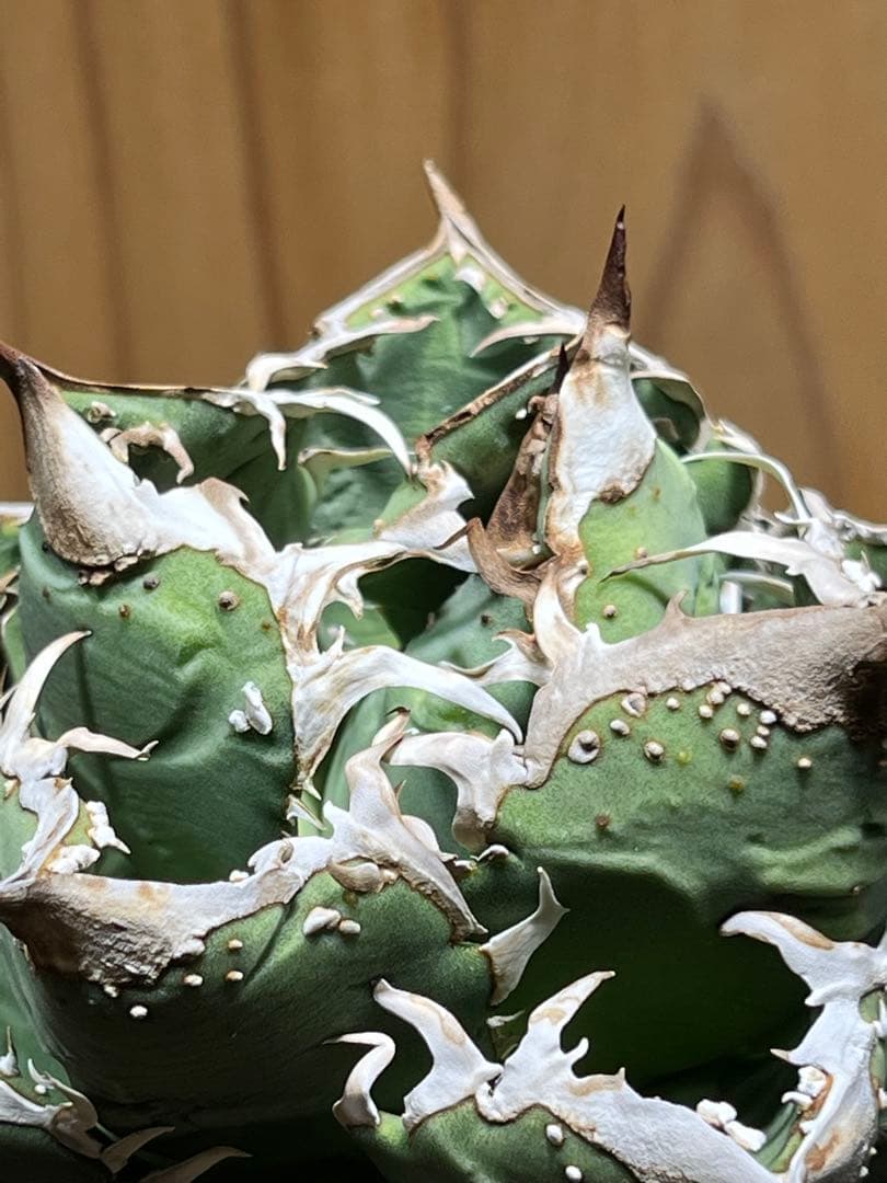 アガベ　チタノタ　金蟾　キンセン　OC ブツブツ