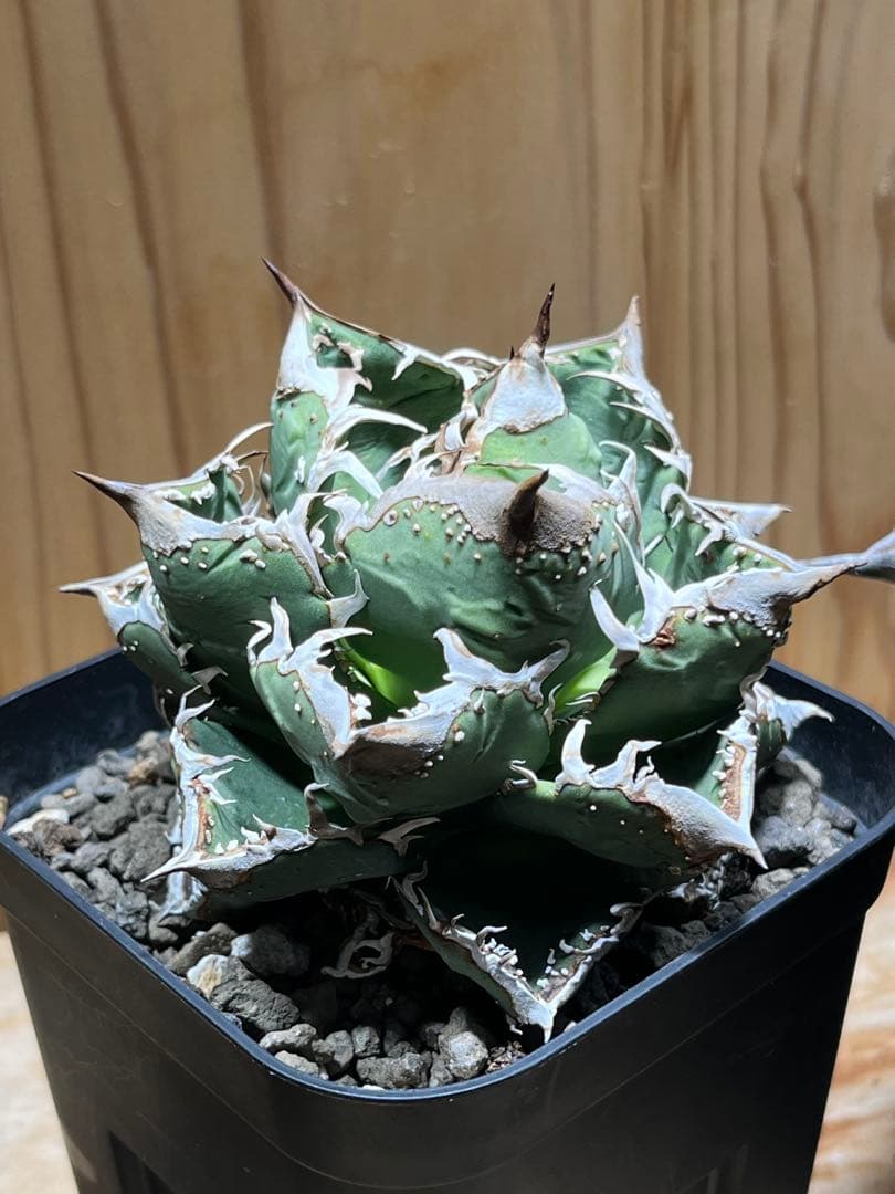 アガベ　チタノタ　金蟾　キンセン　OC ブツブツ