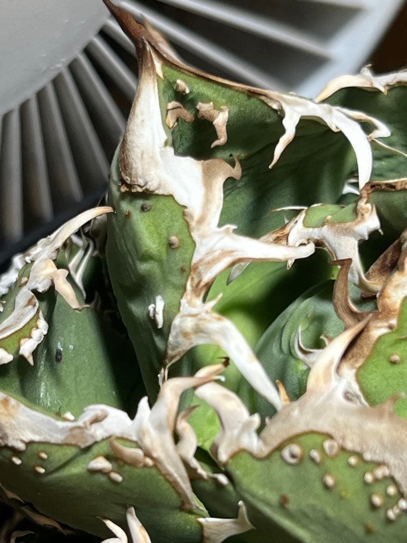 アガベ　チタノタ　金蟾　キンセン　OC ブツブツ