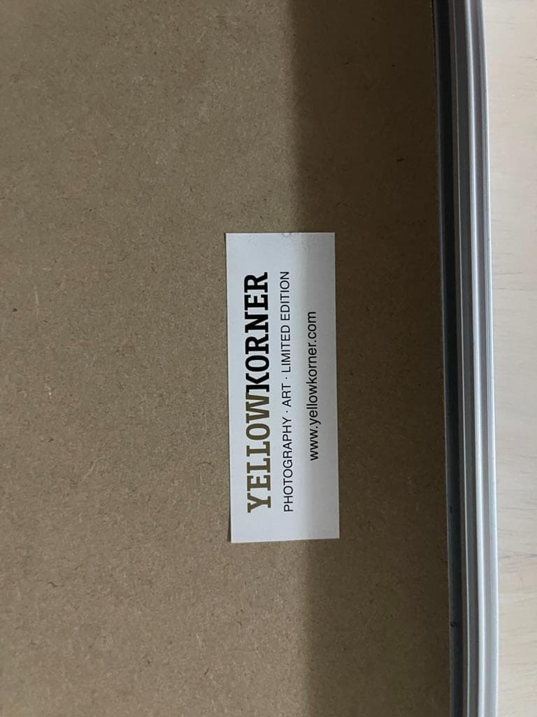 限定】イエローコーナー アート写真 ライオン ペドロ・ハルケ