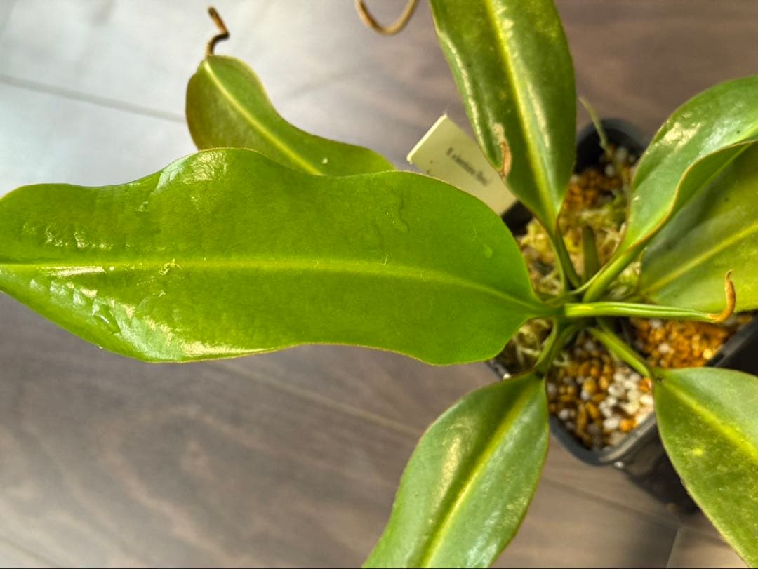 食虫植物N. edwardsiana Ranau