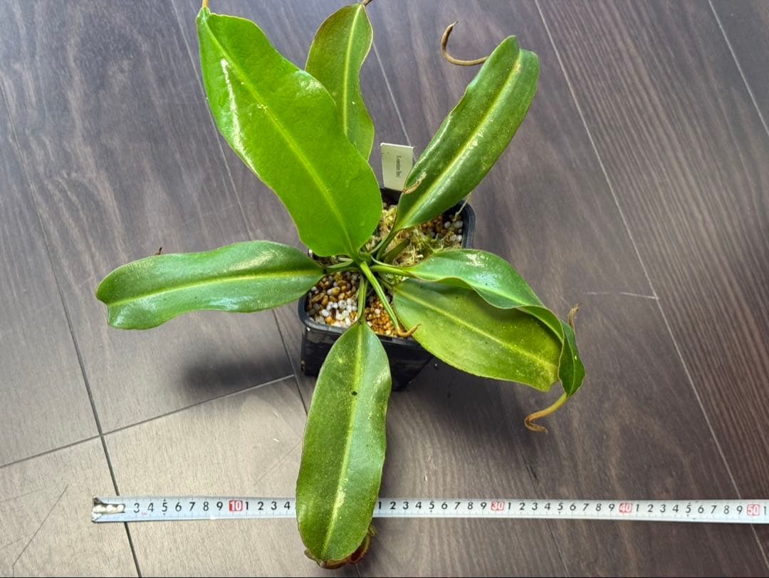 食虫植物N. edwardsiana Ranau