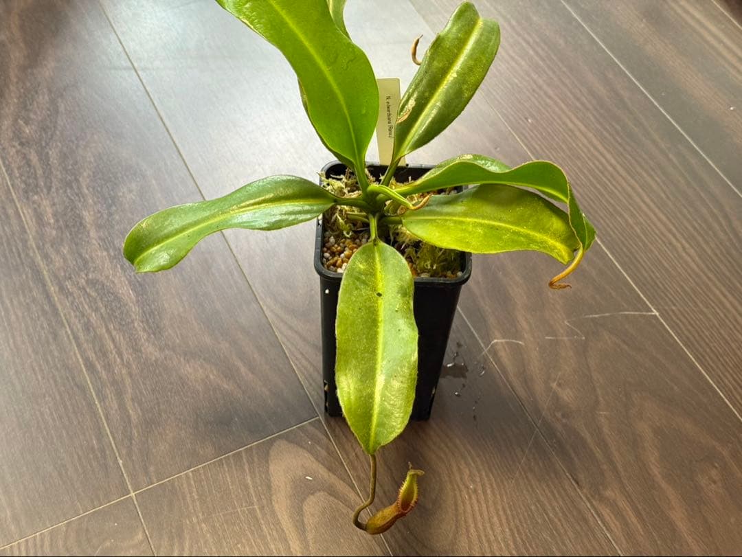 食虫植物N. edwardsiana Ranau