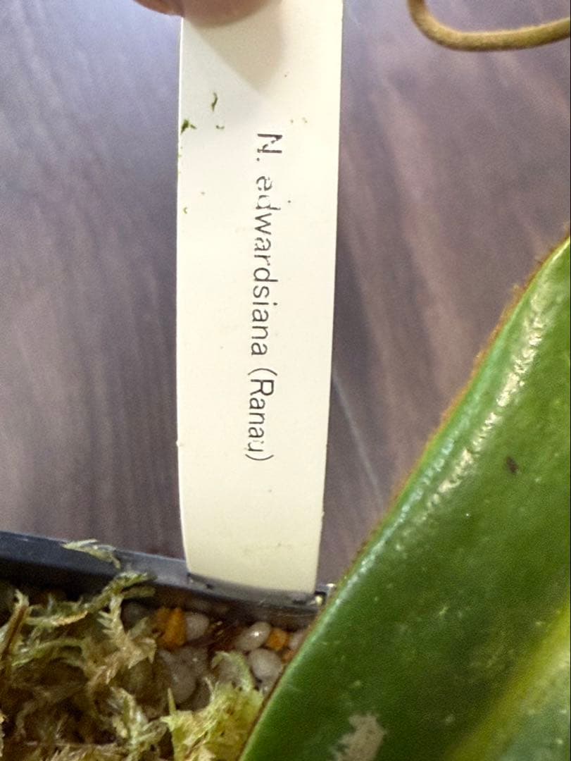 食虫植物N. edwardsiana Ranau