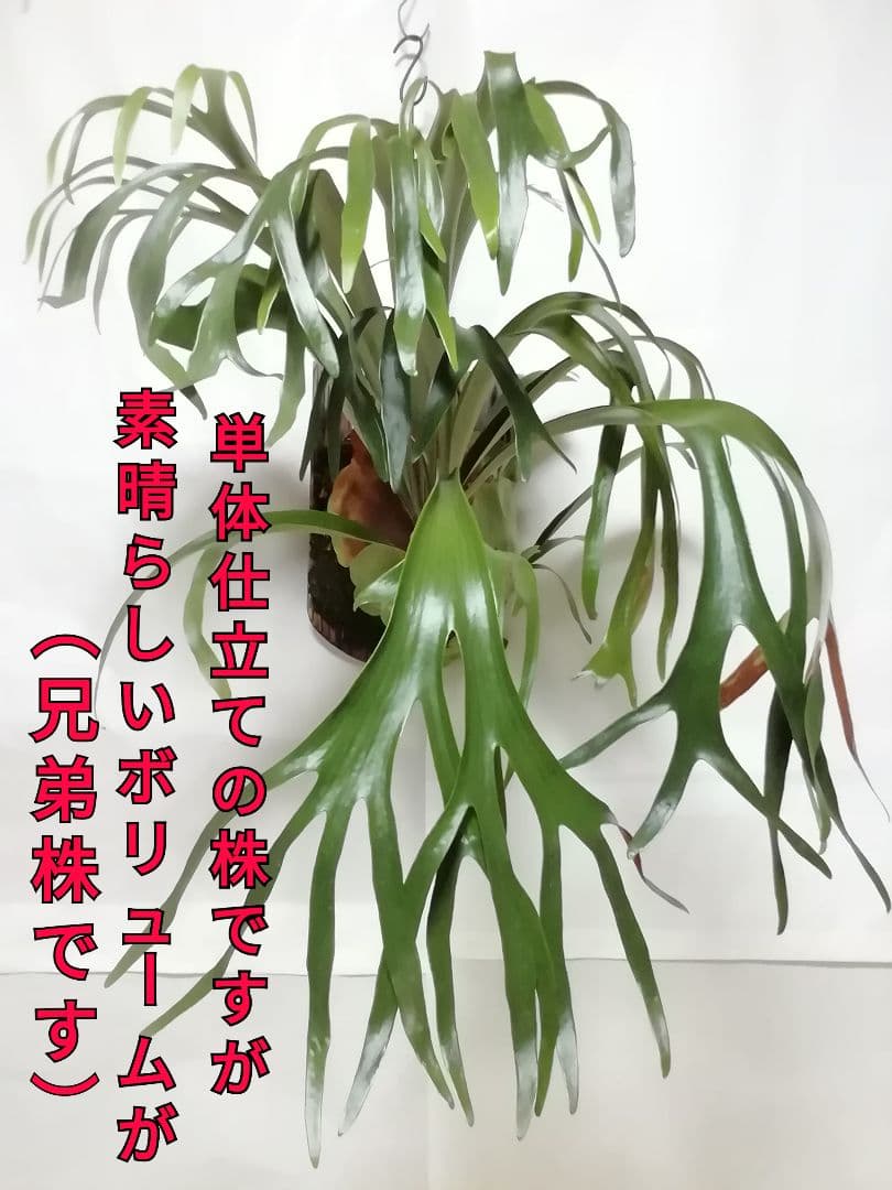 希少　ウイリンキー変異個体株　大株　お値打ち株です