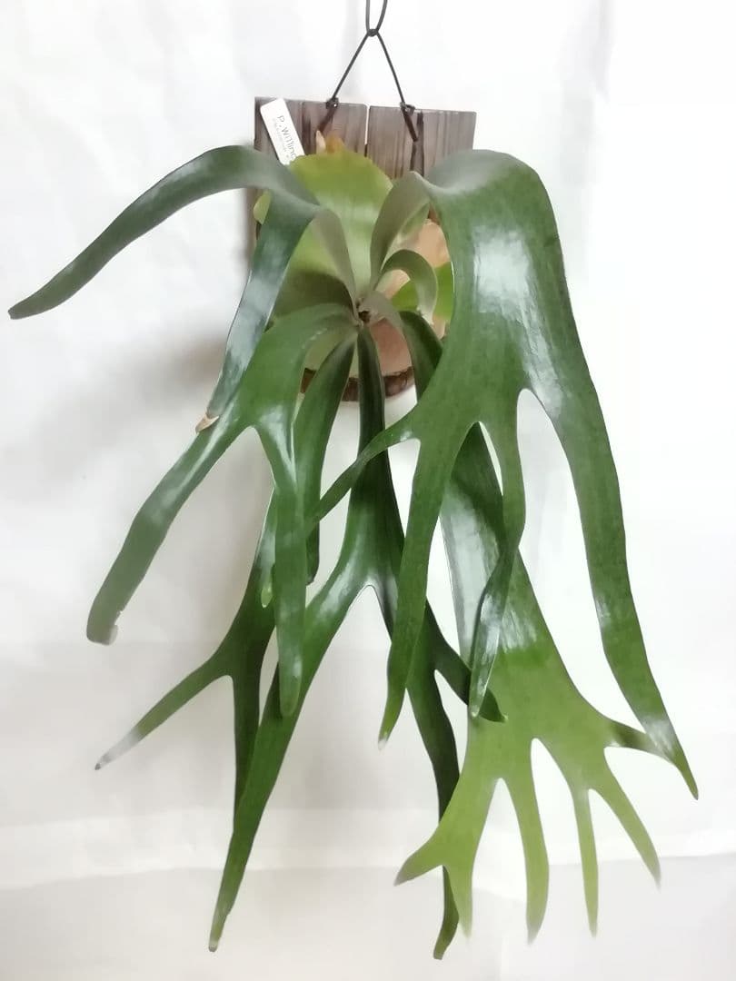 希少　ウイリンキー変異個体株　大株　お値打ち株です