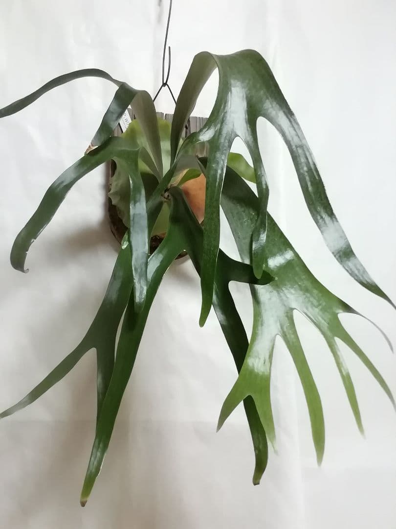 希少　ウイリンキー変異個体株　大株　お値打ち株です