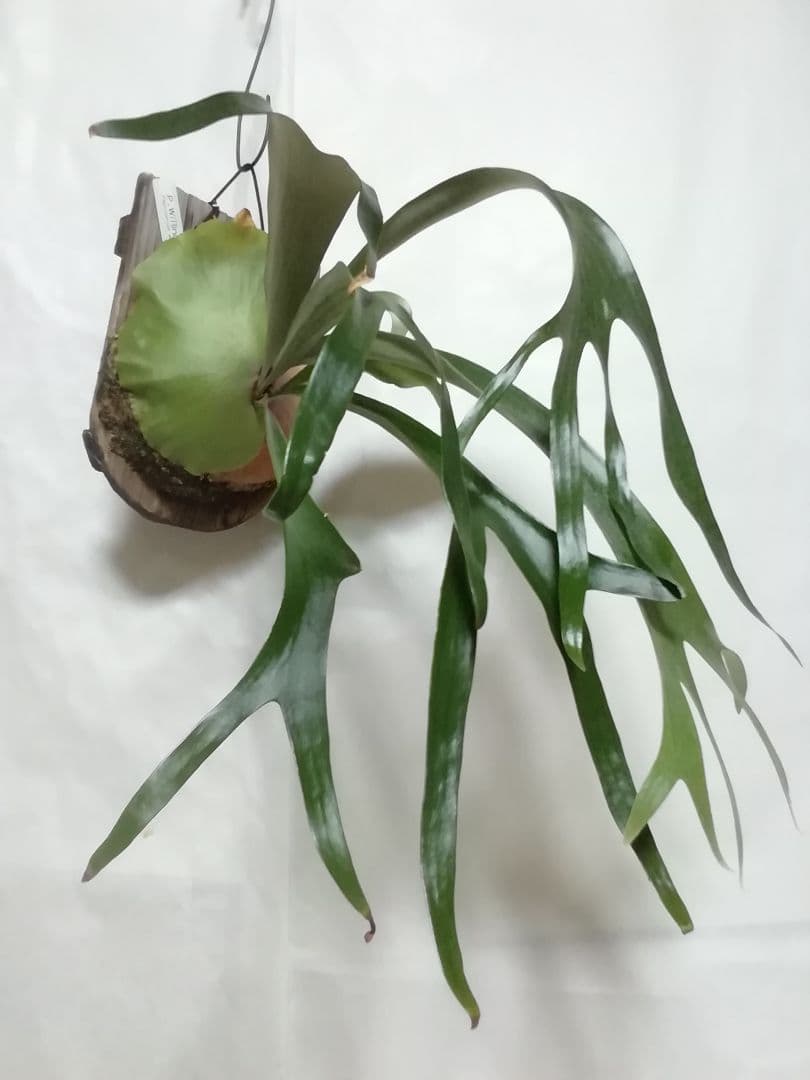 希少　ウイリンキー変異個体株　大株　お値打ち株です