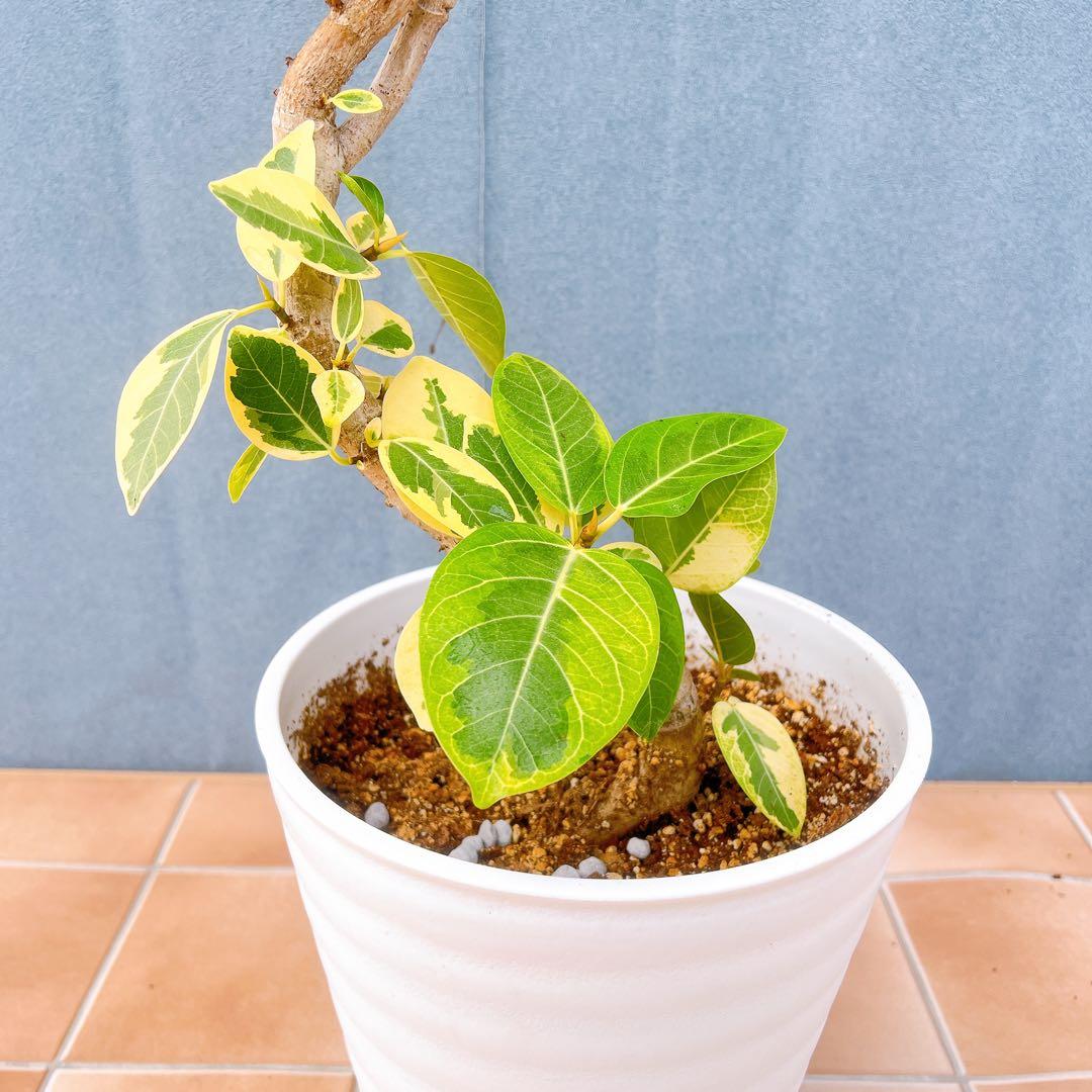現品　フィカス　ゴムの木　アルテシマ　曲がり　9番　観葉植物　インテリアグリーン