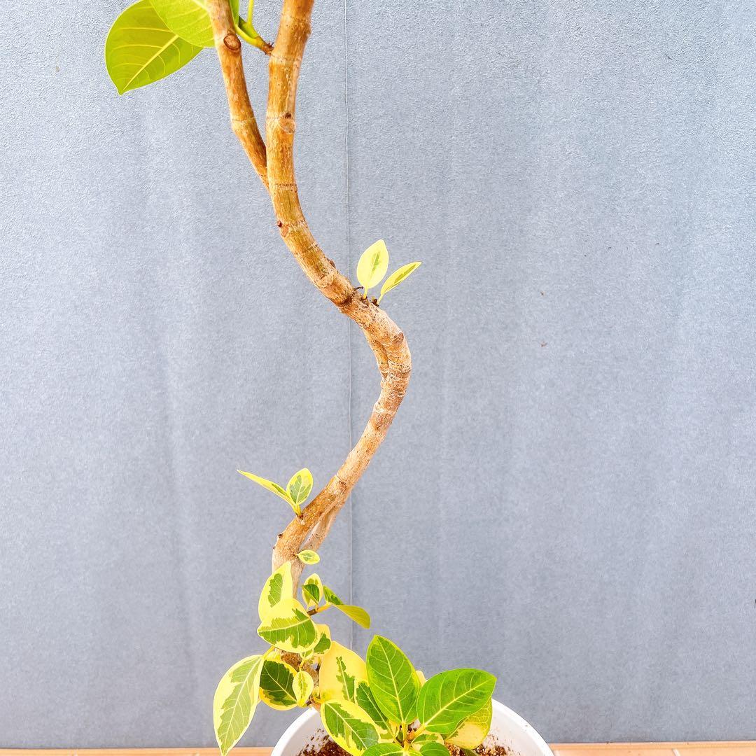 現品　フィカス　ゴムの木　アルテシマ　曲がり　9番　観葉植物　インテリアグリーン
