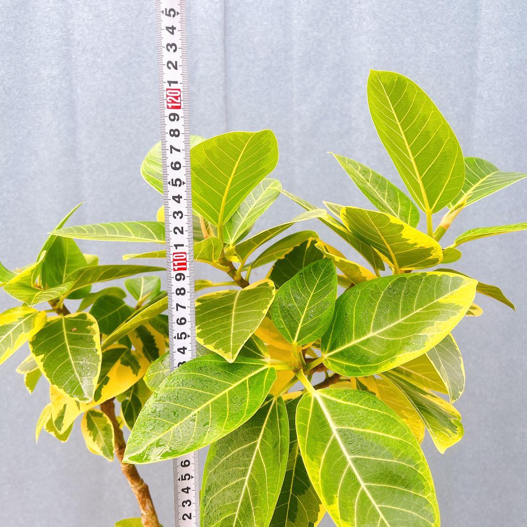 現品　フィカス　ゴムの木　アルテシマ　曲がり　9番　観葉植物　インテリアグリーン