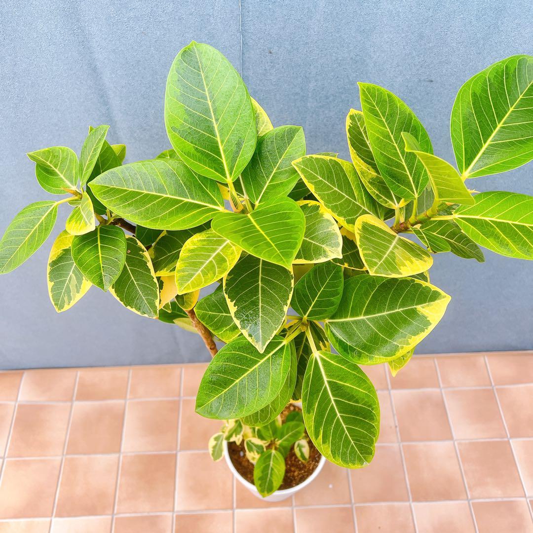 現品　フィカス　ゴムの木　アルテシマ　曲がり　9番　観葉植物　インテリアグリーン