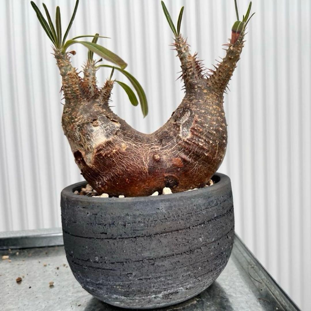 グラキリス 2頭 みやび鉢付き 発根済み