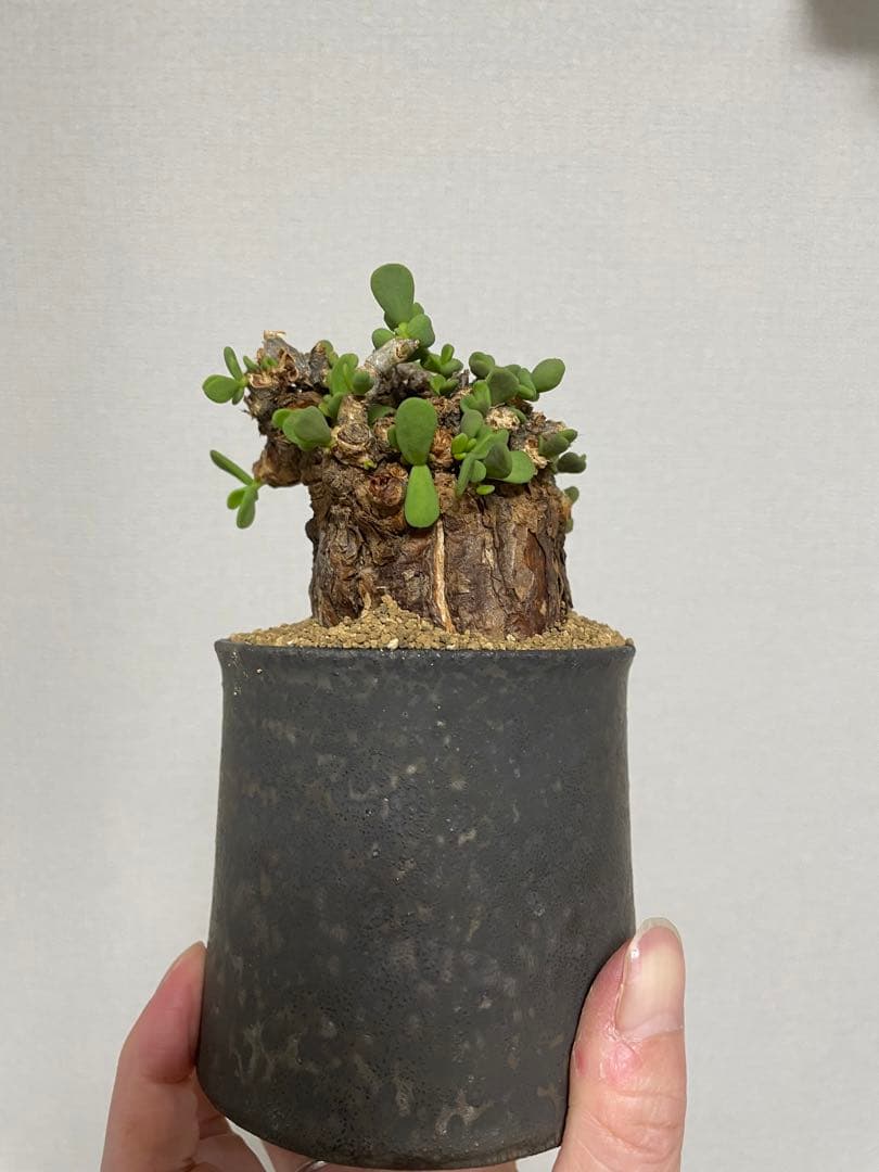 現地球 発根済 まんまる ケラリアピグマエア 船串篤司 鉢付き