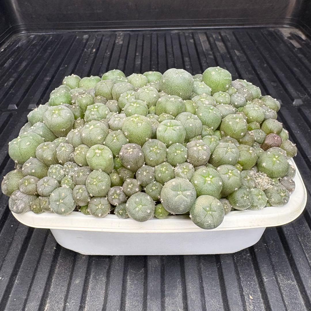 ★☆銀冠玉いろいろ① 実生☆★