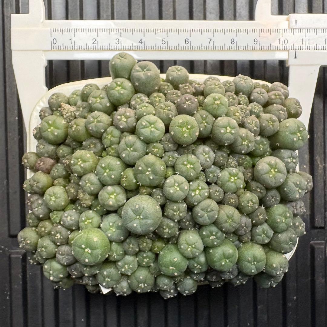 ★☆銀冠玉いろいろ① 実生☆★