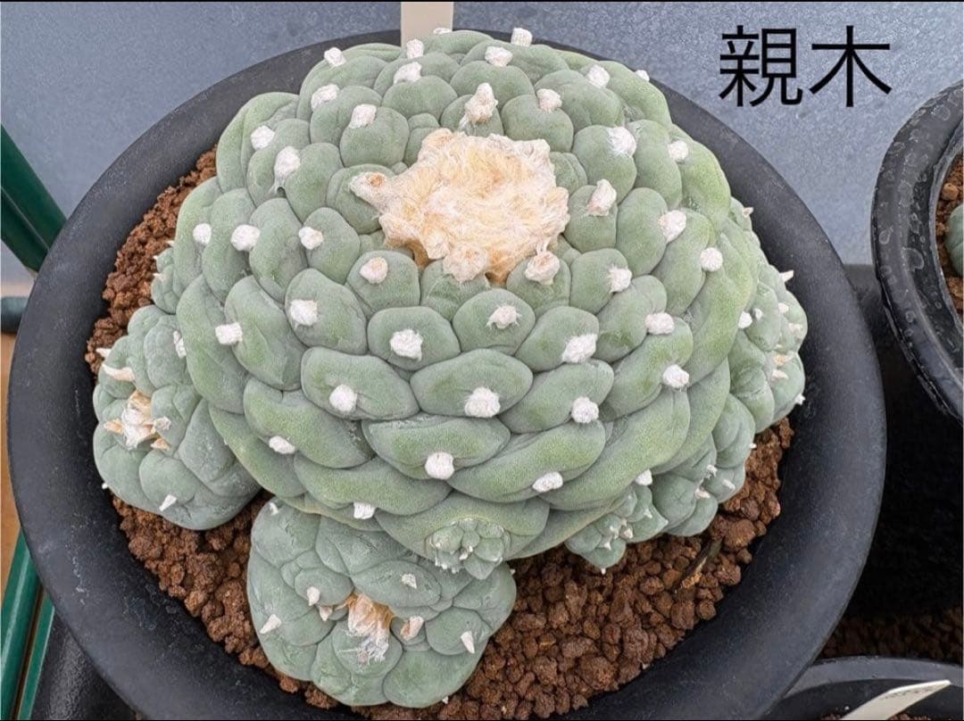 ★☆銀冠玉いろいろ① 実生☆★