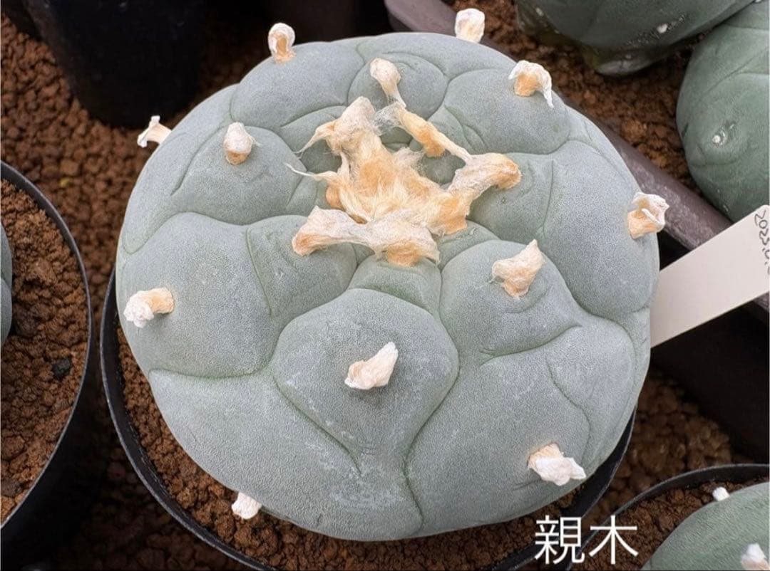 ★☆銀冠玉いろいろ① 実生☆★