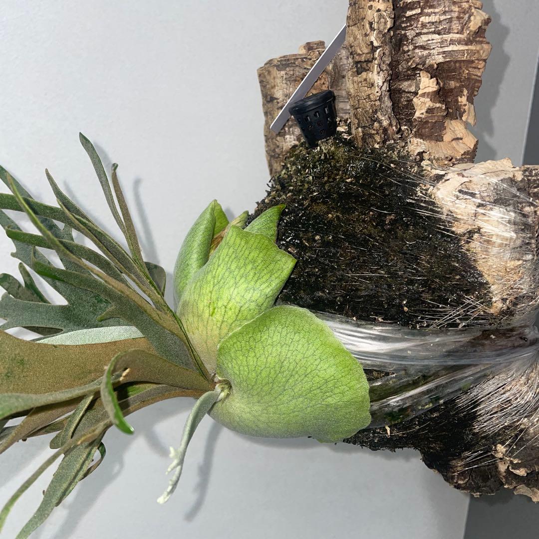 ビカクシダ　ドワーフ