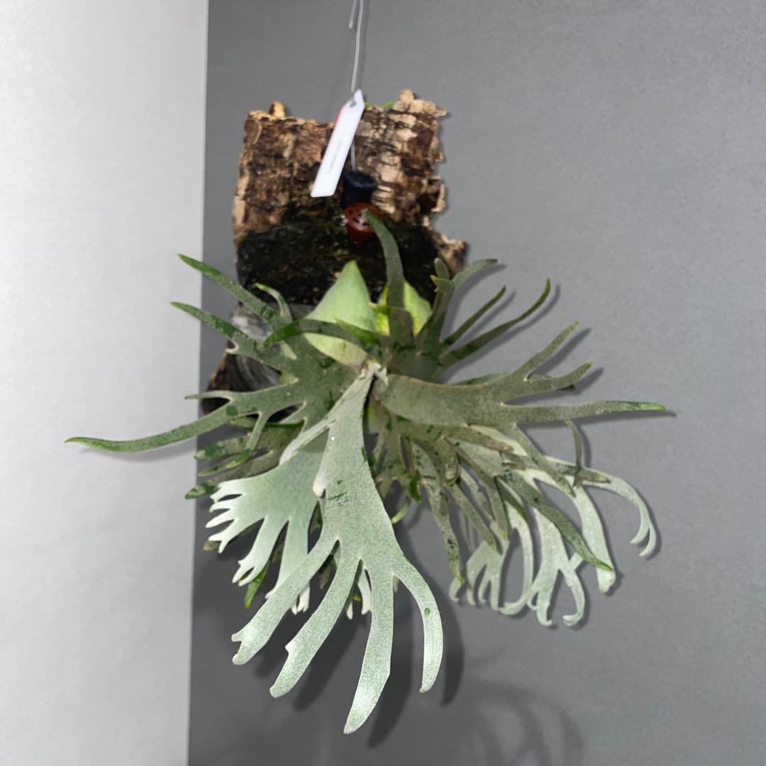 ビカクシダ　ドワーフ