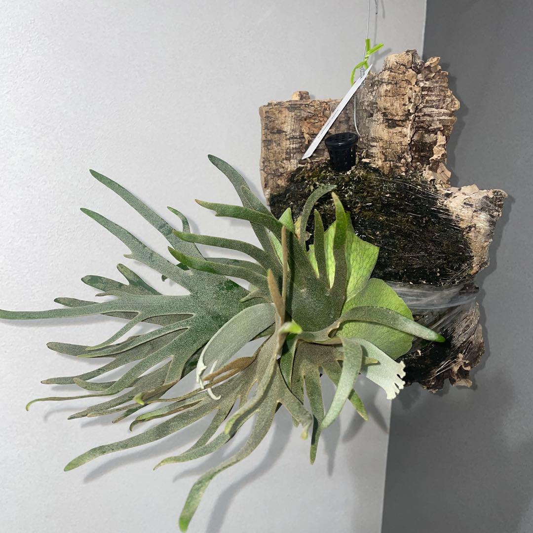 ビカクシダ　ドワーフ