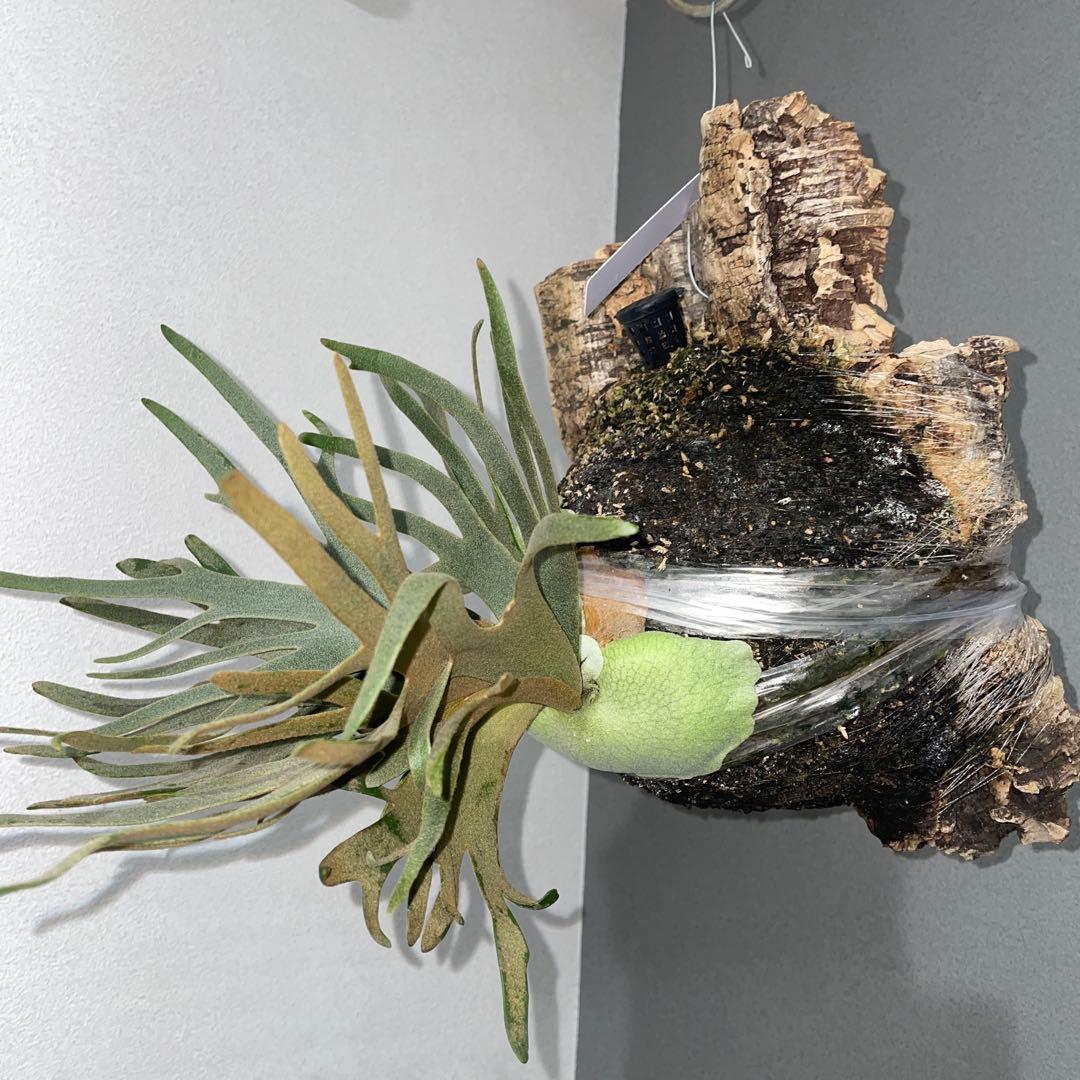 ビカクシダ　ドワーフ