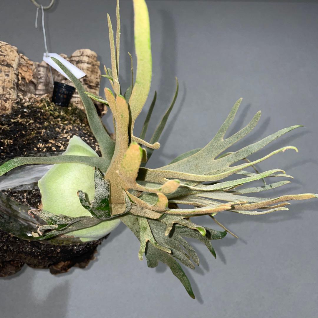 ビカクシダ　ドワーフ