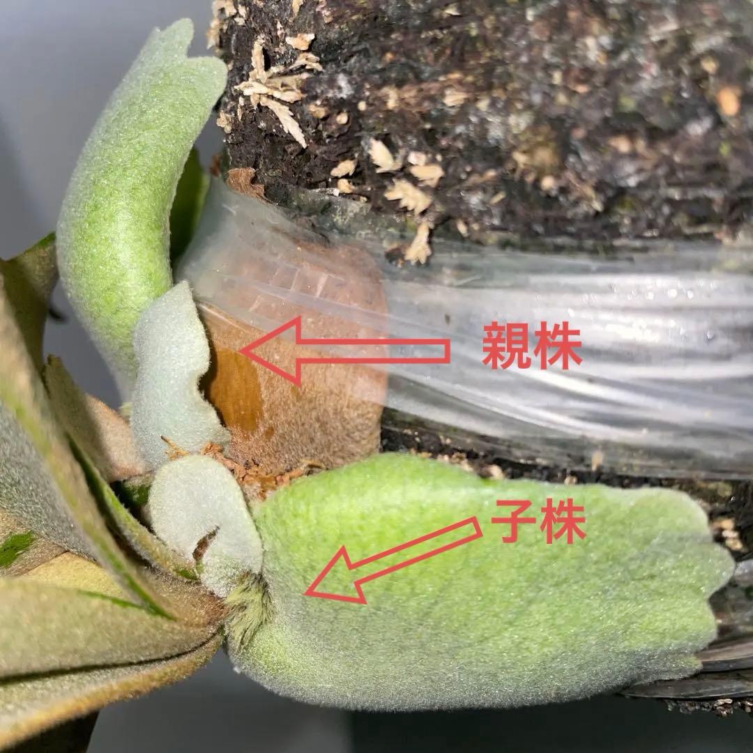 ビカクシダ　ドワーフ