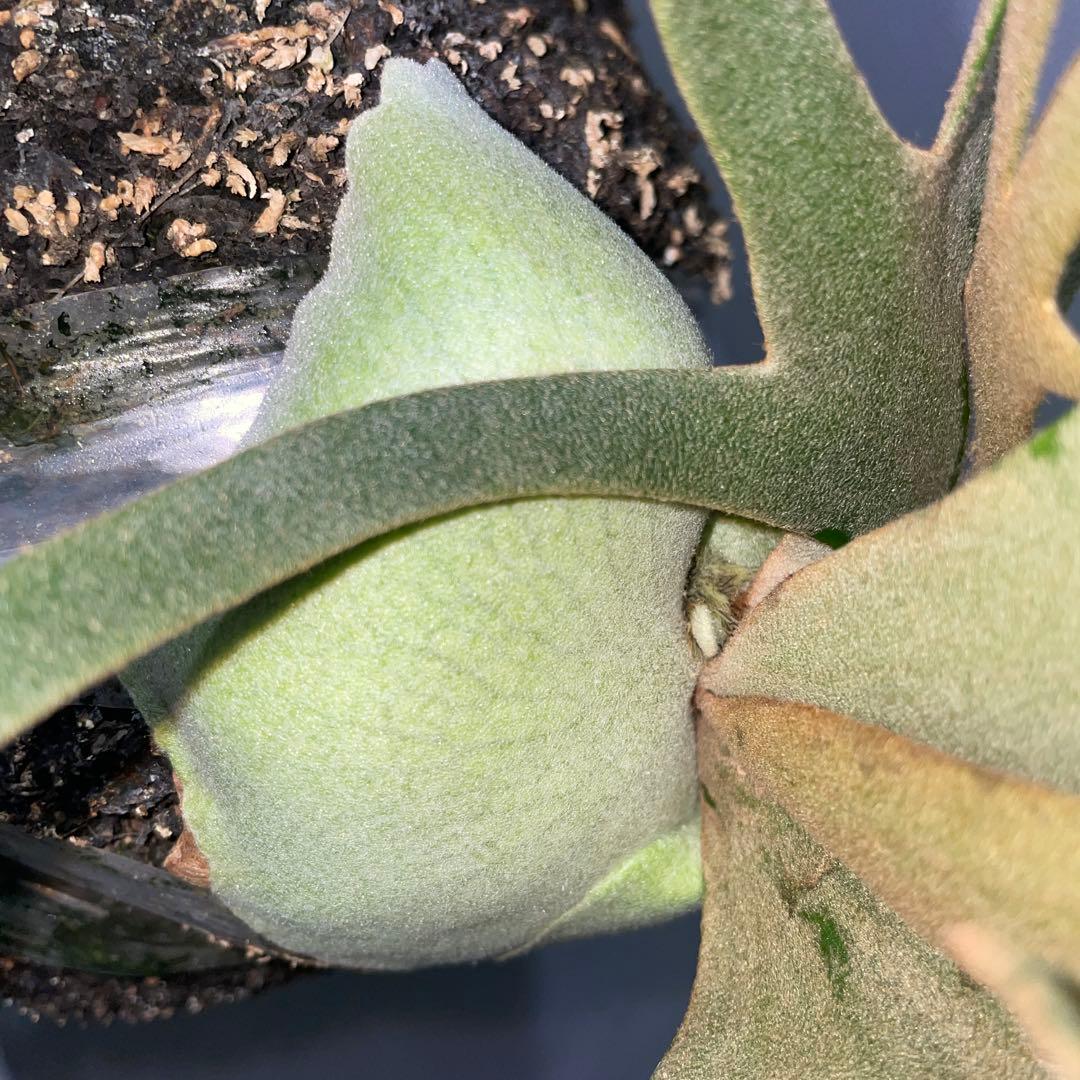 ビカクシダ　ドワーフ