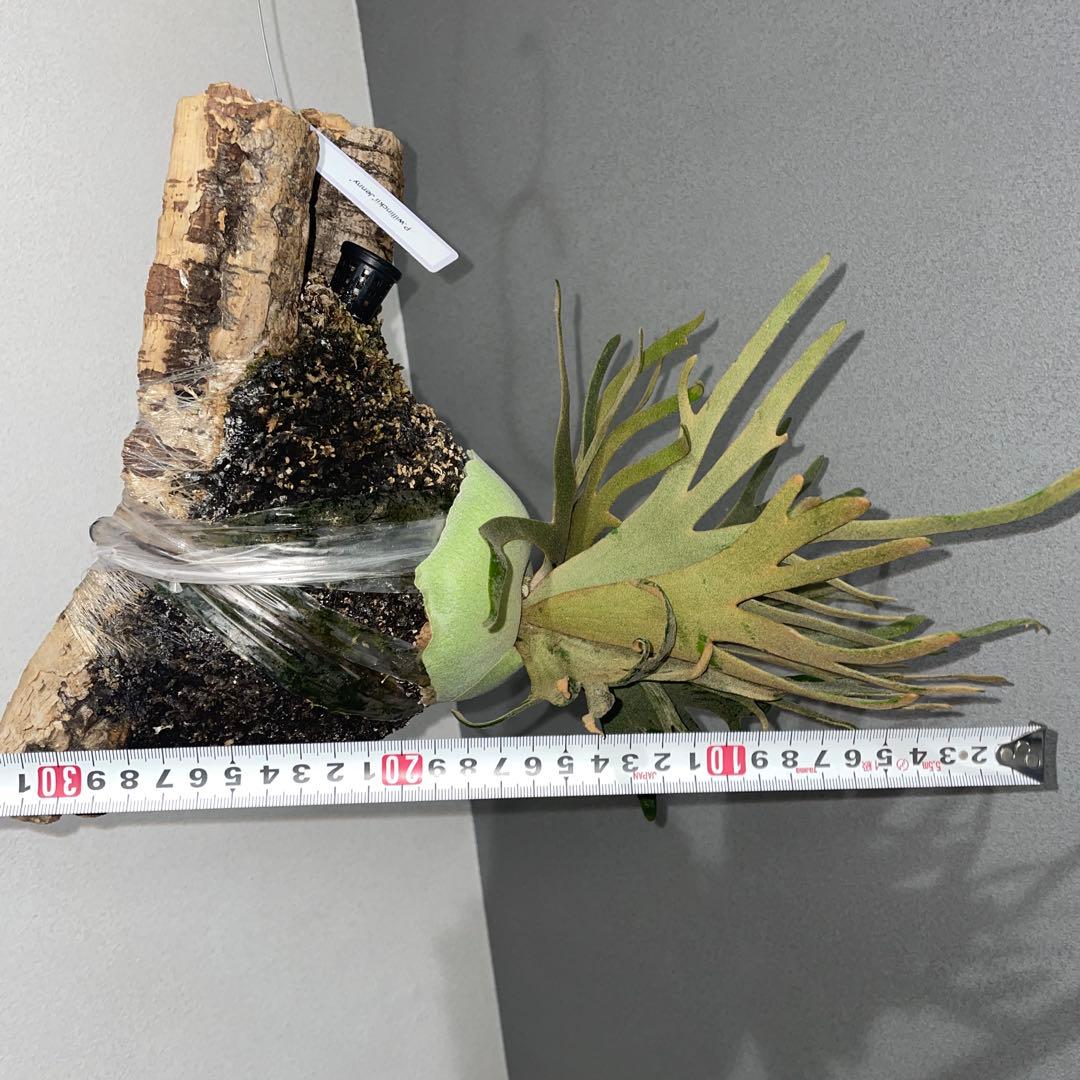 ビカクシダ　ドワーフ