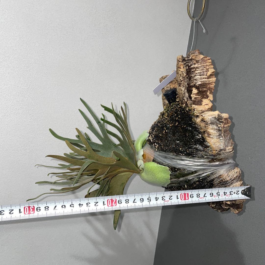 ビカクシダ　ドワーフ