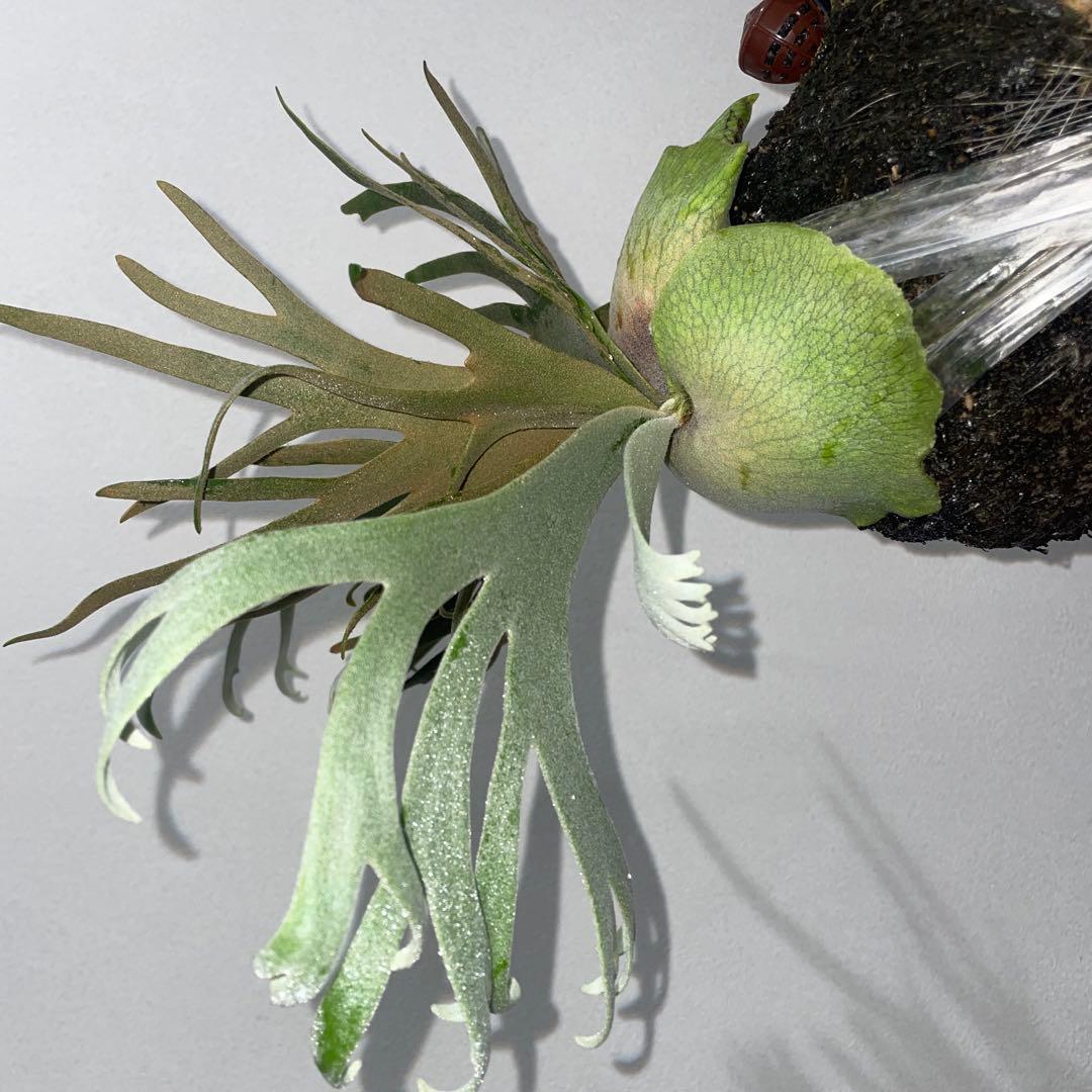 ビカクシダ　ドワーフ