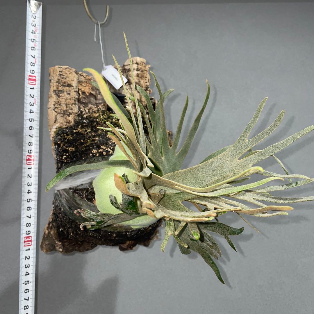 ビカクシダ　ドワーフ