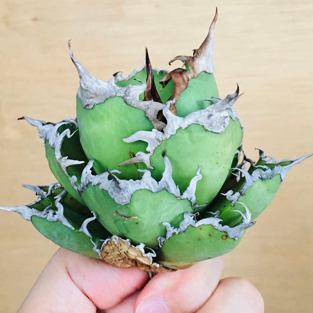 17 シーザー TC株 強棘 コンパクト ボールタイプ アガベ チタノタ