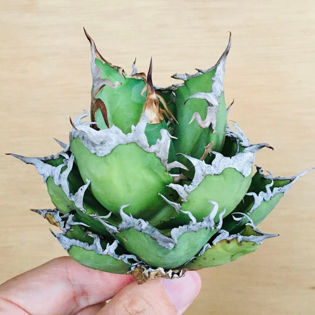 17 シーザー TC株 強棘 コンパクト ボールタイプ アガベ チタノタ