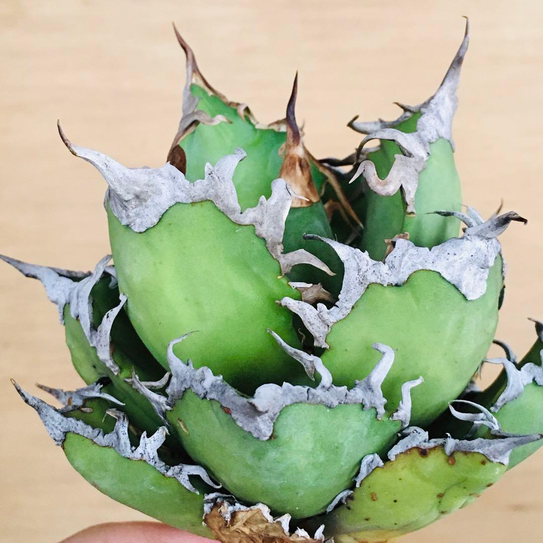 17 シーザー TC株 強棘 コンパクト ボールタイプ アガベ チタノタ