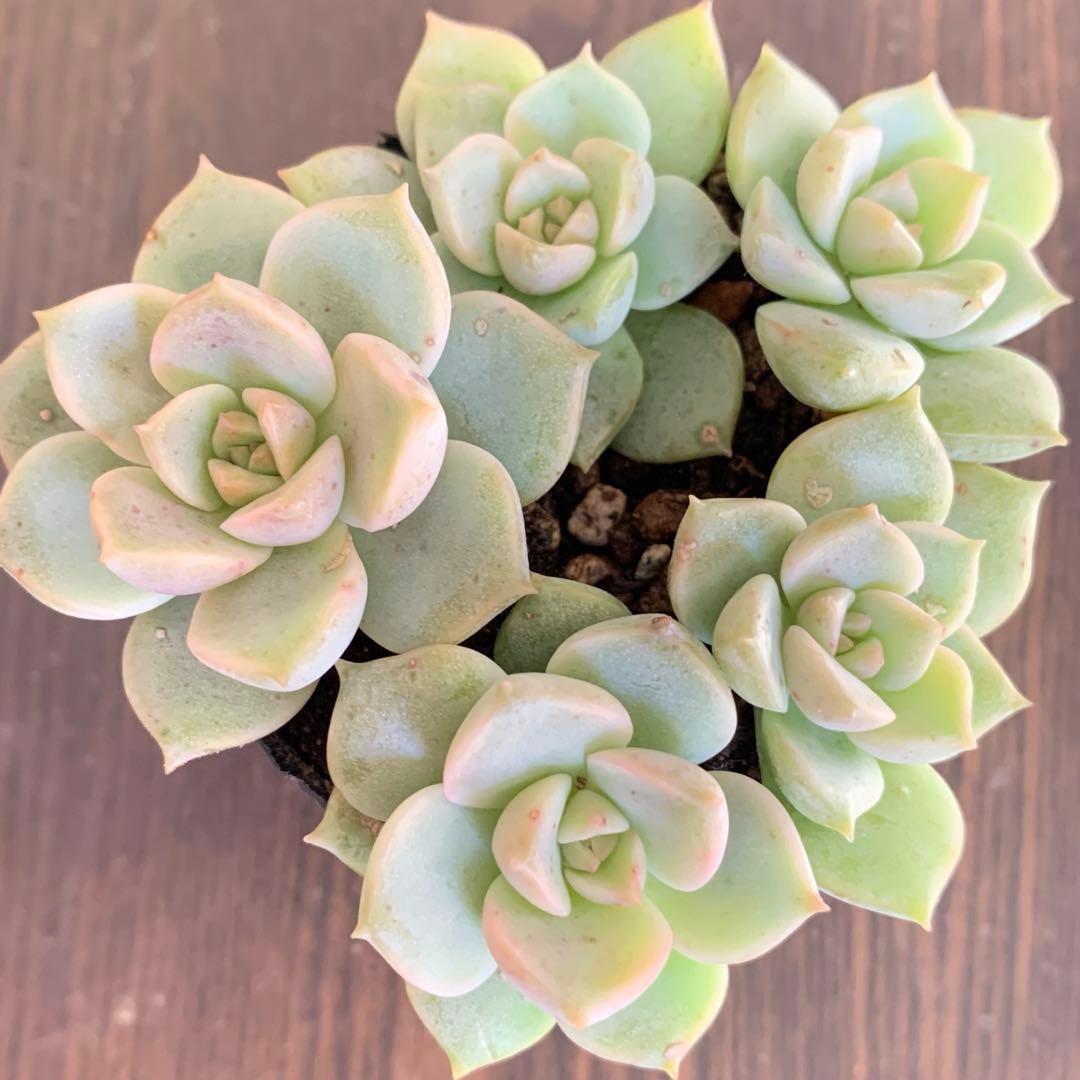 白牡丹 抜き苗 B - メルカリ