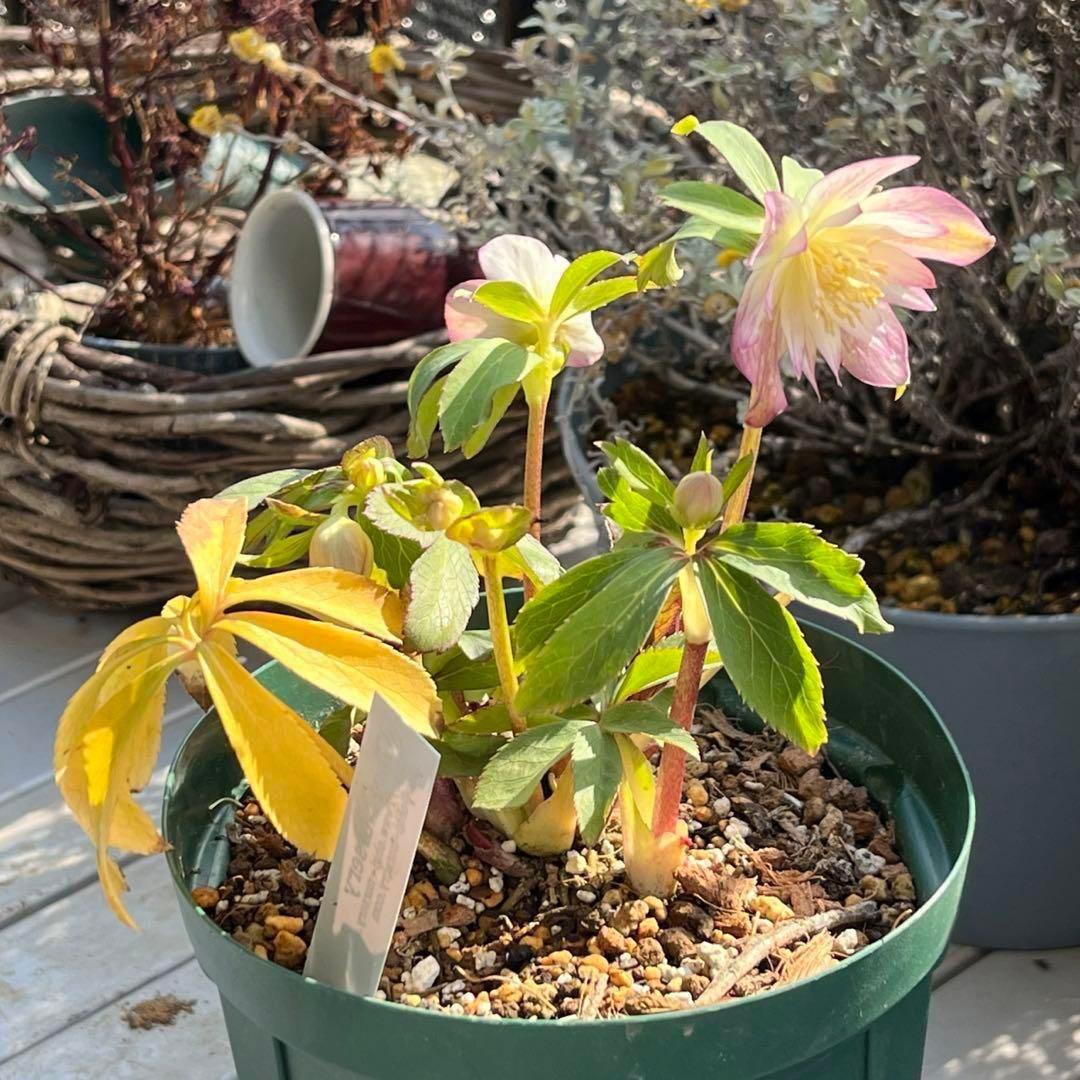 ま*️様 ☘️超レア☘️根充実❤️ワサワサ元気株❤️⭐️超透明感⭐️極上⭐️【蜃