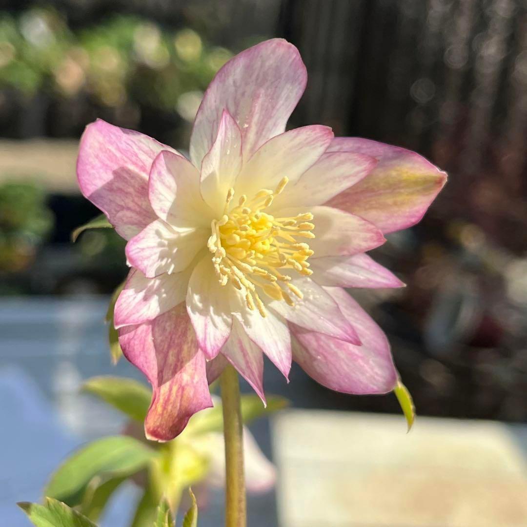 ま*️様 ☘️超レア☘️根充実❤️ワサワサ元気株❤️⭐️超透明感⭐️極上⭐️【蜃