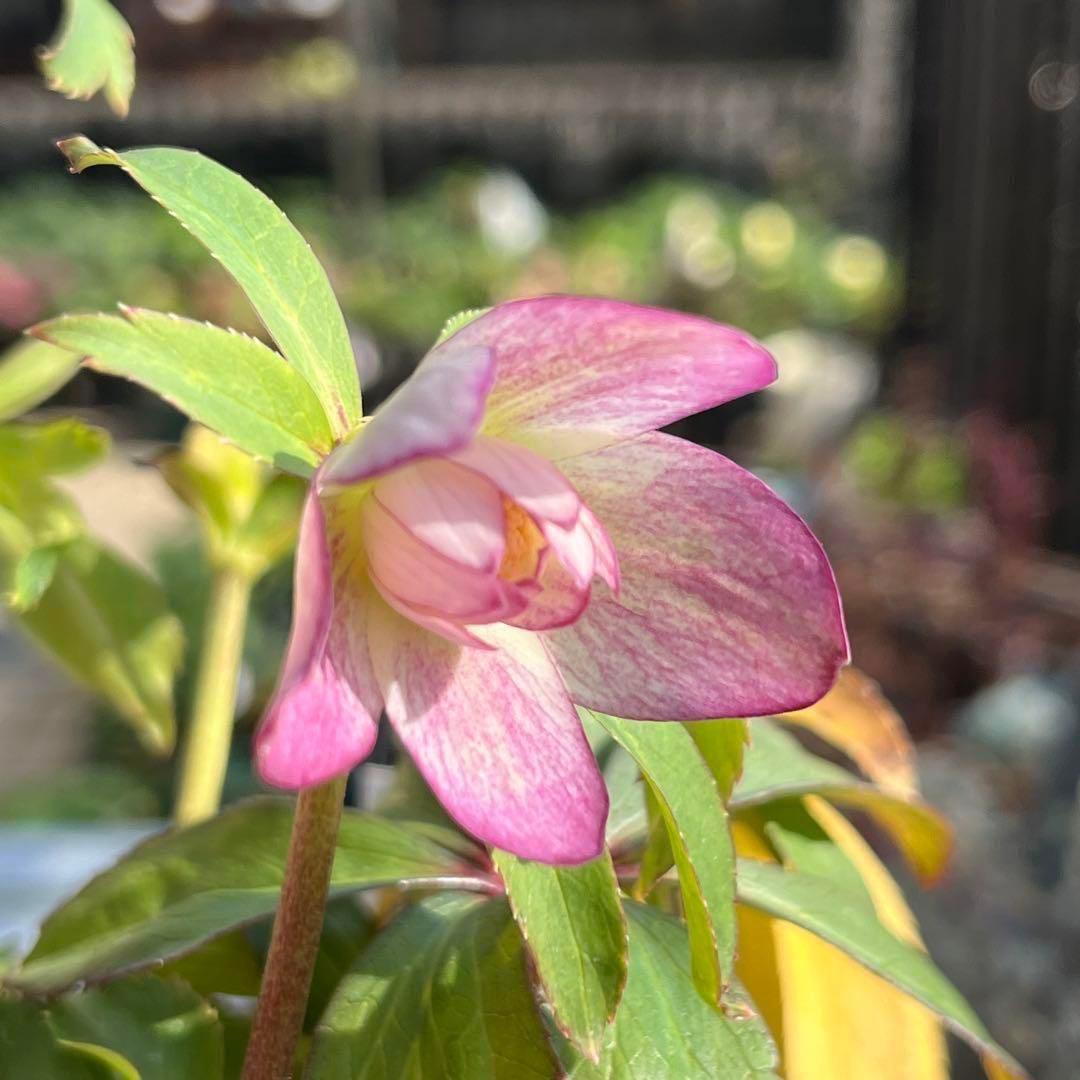 ま*️様 ☘️超レア☘️根充実❤️ワサワサ元気株❤️⭐️超透明感⭐️極上⭐️【蜃