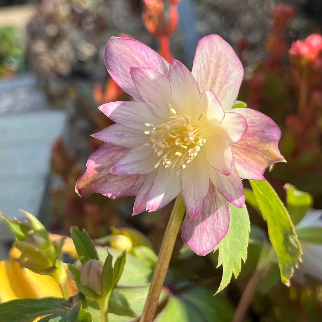 ま*️様 ☘️超レア☘️根充実❤️ワサワサ元気株❤️⭐️超透明感⭐️極上⭐️【蜃