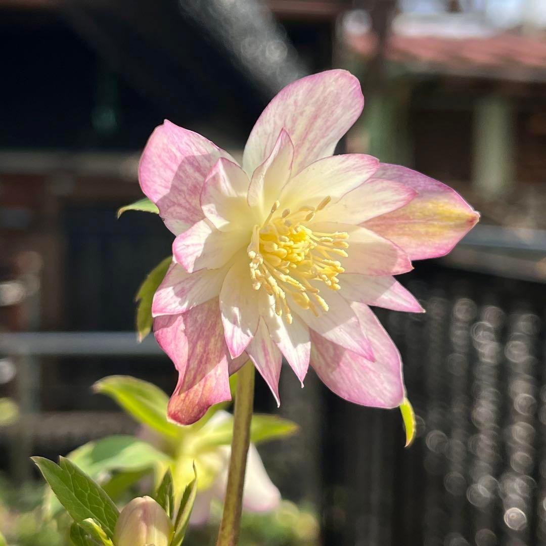 ま*️様 ☘️超レア☘️根充実❤️ワサワサ元気株❤️⭐️超透明感⭐️極上⭐️【蜃