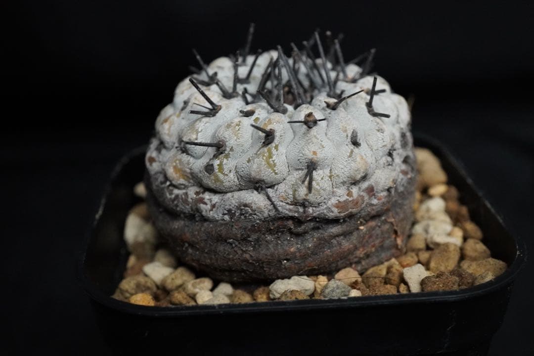 あ*こ様 3 発根済み 孤竜丸 コピアポア シネレア コルムナアルバ copia