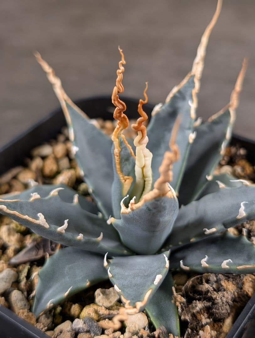 アガベ　エボリスピナ　実生　A217