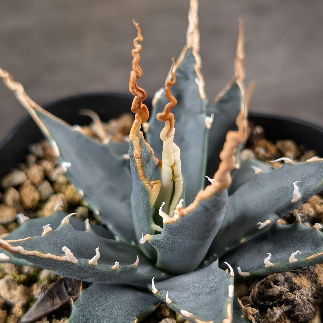 アガベ　エボリスピナ　実生　A217