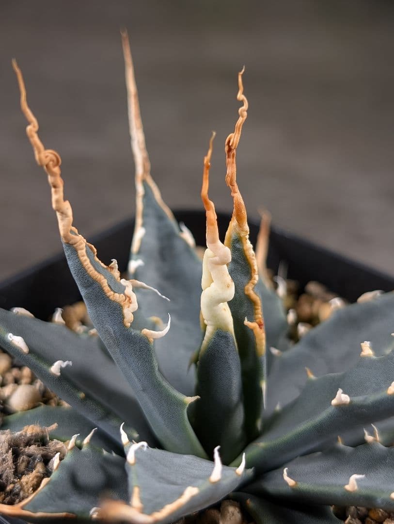 アガベ　エボリスピナ　実生　A217