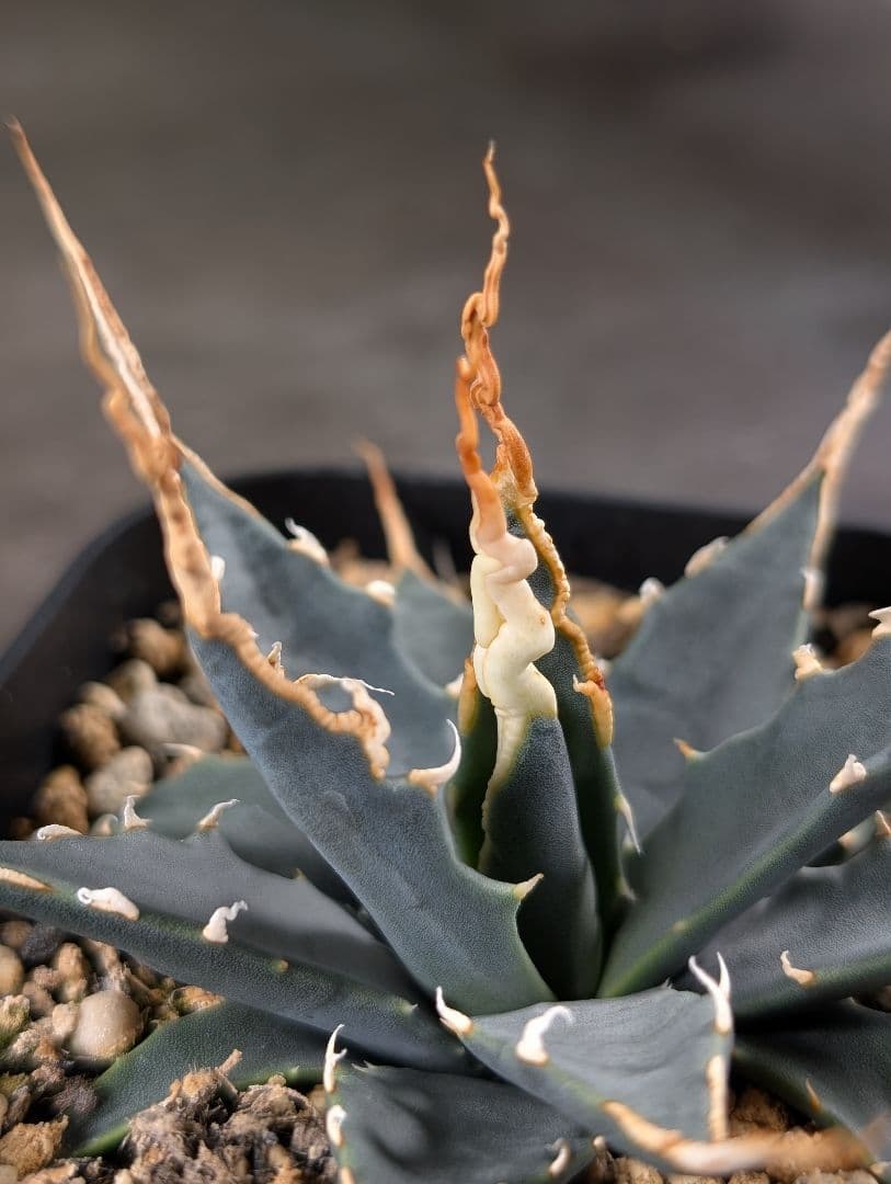 アガベ　エボリスピナ　実生　A217