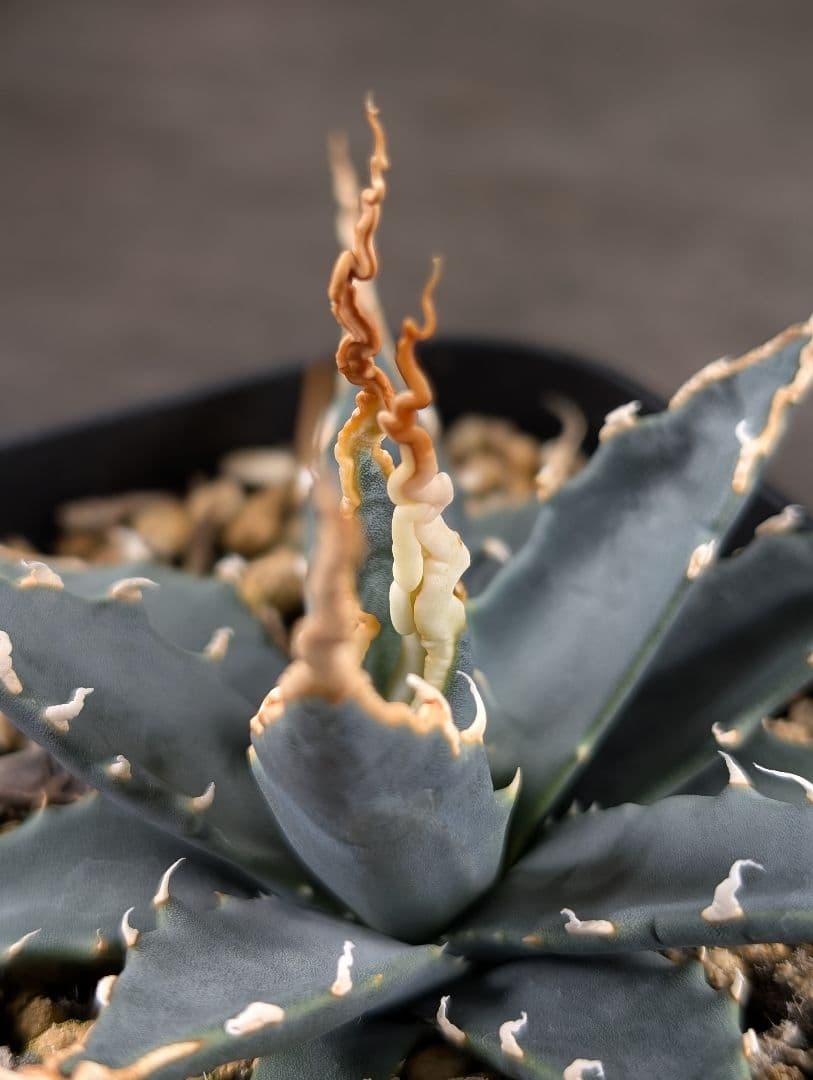 アガベ　エボリスピナ　実生　A217